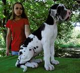 Very beautiful puppy - Great Dane (235)
