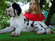 Very beautiful puppy - Great Dane (235)