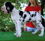 Very beautiful puppy - Great Dane (235)