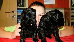 Black Russian Terrier puppies - Černý teriér (327)