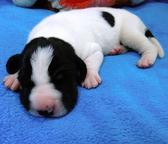 Available for sale are very beautiful puppies - Great Dane (235)