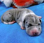 Available for sale are very beautiful puppies - Great Dane (235)