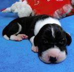 Available for sale are very beautiful puppies - Great Dane (235)