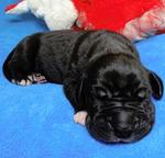 Available for sale are very beautiful puppies - Great Dane (235)