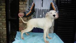 Dogo Argentino puppies