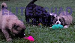 Caucasian Shepherd puppies for SALE- India - ELITE SQUAD KENNEL - Caucasian Shepherd Dog (328)