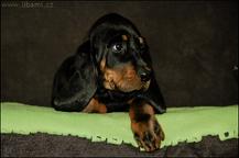 Black and Tan Coonhound puppies - Black and Tan Coonhound (300)