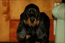Black and Tan Coonhound puppies - Black and Tan Coonhound (300)