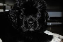 Newfoundland puppies - Newfoundland (050)