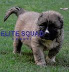 Caucasian Shepherd puppies for SALE- India - ELITE SQUAD KENNEL - Caucasian Shepherd Dog (328)