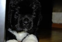 Newfoundland puppies - Newfoundland (050) Newfoundland puppies - Newfoundland (050)