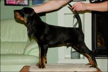 Black and Tan Coonhound puppies - Black and Tan Coonhound (300)