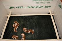 Prodám štěňata WSS - Welššpringršpaněl (126)