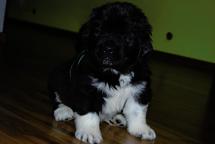 Newfoundland puppies - Newfoundland (050) Newfoundland puppies - Newfoundland (050)