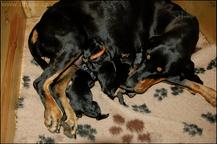 Black and Tan Coonhound - Black and Tan Coonhound (300)
