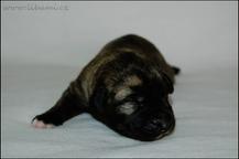Irish Wolfhound puppies