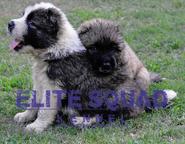 Caucasian Shepherd puppies for SALE- India - ELITE SQUAD KENNEL - Caucasian Shepherd Dog (328)