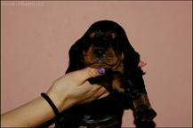 Black and Tan Coonhound puppies - Black and Tan Coonhound (300)