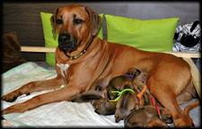 Rhodesian Ridgeback puppies - Rhodesian Ridgeback (146)