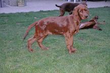 ADDY - 4 month old irish setter - Irish Red Setter (120)