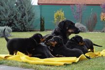 Beauceron - puppies for sale - Beauceron (044)