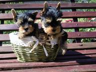 Yorkshire terrier puppies with a pedigree - Yorkshire Terrier (086)