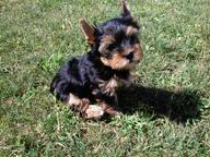 Yorkshire terrier puppies with a pedigree - Yorkshire Terrier (086)