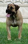 Excellent boerboel litter for sale! - Boerboel