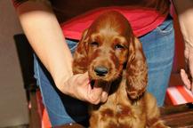 ADDY - 4 month old irish setter - Irish Red Setter (120)