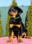 Beauceron - puppies for sale - Beauceron (044)