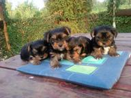 Yorkshire terrier puppies with a pedigree - Yorkshire Terrier (086)