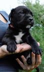 Bandog Mastiff puppies for sale 2016 - Crossbreed