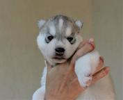 Siberian Husky puppies - Siberian Husky (270)