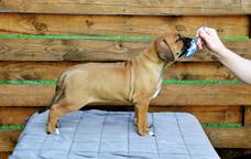 Rhodesian ridgeback FEMALE PUPPY available - Rhodesian Ridgeback (146)