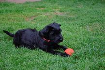 Giant Schnauzer Puppies - Schnauzer (182)