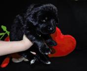 Tibetan Mastiff puppies from great combination - Tibetan Mastiff (230)