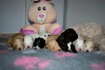 Lagotto Romagnolo puppies with Pedigree - Poodle (172)