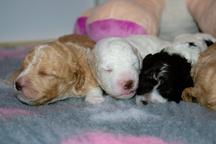 Lagotto Romagnolo puppies with Pedigree - Poodle (172)