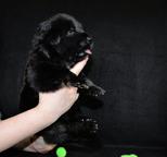 Tibetan Mastiff puppies from great combination - Tibetan Mastiff (230)