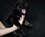 Tibetan Mastiff puppies from great combination - Tibetan Mastiff (230)