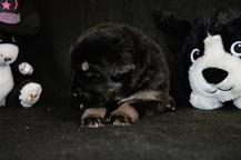 Tibetan Mastiff puppies from great combination - Tibetan Mastiff (230)