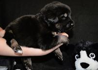 Tibetan Mastiff puppies from great combination - Tibetan Mastiff (230)