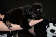 Tibetan Mastiff puppies from great combination - Tibetan Mastiff (230)