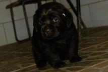 Labrador retriever chocolate puppies for sale, very promising - Labrador Retriever (122)