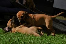 Rhodesian ridgeback FEMALE PUPPY available - Rhodesian Ridgeback (146)