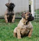 Excellent boerboel litter for sale! - Boerboel