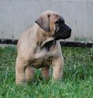 Excellent boerboel litter for sale! - Boerboel