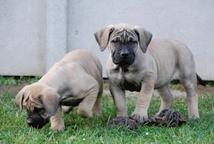 Excellent boerboel litter for sale! - Boerboel