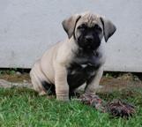 Excellent boerboel litter for sale! - Boerboel