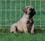 Excellent boerboel litter for sale! - Boerboel
